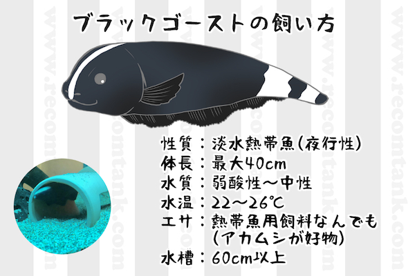 熱帯魚 不気味カワイイ ブラックゴーストの飼育方法まとめ 動画あり レコメンタンク