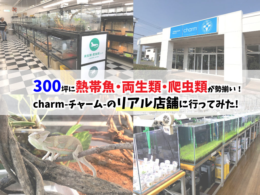 charmチャーム館林店